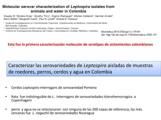 • Cerdos Leptospira interrogans de serovariedad Pomona
• Rata fue indistinguible de L. interrogans de serovariedades Icterohemorragica o
Copenhageni
• perro y agua no se relacionaron con ninguna de las 200 cepas de referencia, las más
cercanas fue L. noguchii de serovariedades Nicaragua
Esta fue la primera caracterización molecular de serotipos de aislamientos colombianos
Caracterizar las serovariedades de Leptospira aisladas de muestras
de roedores, perros, cerdos y agua en Colombia
 
