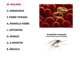 M. MALARIA
A. ARENAVIRUS
F. FIEBRE TIFOIDEA
A. AMARILLA FIEBRE
L. LEPTOSPIRA
D. DENGUE
A. A HEPATITIS
B. BRUCELA
 