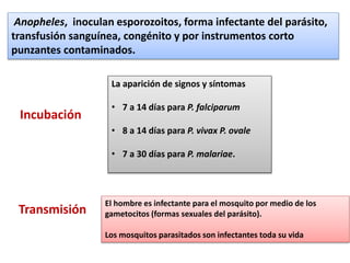 Anopheles, inoculan esporozoitos, forma infectante del parásito,
transfusión sanguínea, congénito y por instrumentos corto
punzantes contaminados.
Incubación
La aparición de signos y síntomas
• 7 a 14 días para P. falciparum
• 8 a 14 días para P. vivax P. ovale
• 7 a 30 días para P. malariae.
El hombre es infectante para el mosquito por medio de los
gametocitos (formas sexuales del parásito).
Los mosquitos parasitados son infectantes toda su vida
Transmisión
 