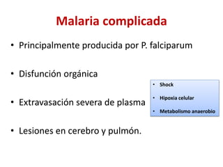 Malaria complicada
• Principalmente producida por P. falciparum
• Disfunción orgánica
• Extravasación severa de plasma
• Lesiones en cerebro y pulmón.
• Shock
• Hipoxia celular
• Metabolismo anaerobio
 