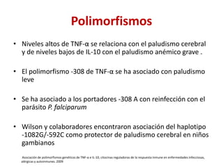 Polimorfismos
• Niveles altos de TNF-α se relaciona con el paludismo cerebral
y de niveles bajos de IL-10 con el paludismo anémico grave .
• El polimorfismo -308 de TNF-α se ha asociado con paludismo
leve
• Se ha asociado a los portadores -308 A con reinfección con el
parásito P. falciparum
• Wilson y colaboradores encontraron asociación del haplotipo
-1082G/-592C como protector de paludismo cerebral en niños
gambianos
Asociación de polimorfismos genéticos de TNF-α e IL-10, citocinas reguladoras de la respuesta inmune en enfermedades infecciosas,
alérgicas y autoinmunes. 2009
 