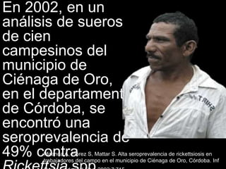 En 2002, en un
análisis de sueros
de cien
campesinos del
municipio de
Ciénaga de Oro,
en el departamento
de Córdoba, se
encontró una
seroprevalencia de
49% contraMiranda A, Flórez S, Mattar S. Alta seroprevalencia de rickettsiosis en
trabajadores del campo en el municipio de Ciénaga de Oro, Córdoba. Inf
 