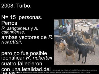 2008, Turbo.
N= 15 personas.
Perros
R. sanguineus y A.
cajennense,
ambas vectores de R.
rickettsii,
pero no fue posible
identificar R. rickettsii
cuatro fallecieron
con una letalidad delPacheco OE, Giraldo MR, Martínez M, Hidalgo M, Echeverri I, Echevarria L, et al. Estudio de brote febril hemorrágico en el corregimiento
de Alto de Mulatos Distrito Especial Portuario de Turbo, Antioquia, enero de 2008. Inf Quinc Epidemiol Nac. 2008;13:145-56.
 