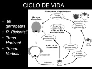 CICLO DE VIDA
• las
garrapatas
• R. Rickettsii.
• Trans.
Horizont
• Trasm.
Vertical
 
