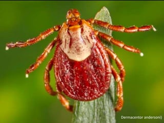 Dermacentor andersoni)
 