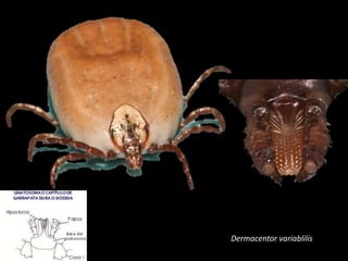 Dermacentor variablilis
 
