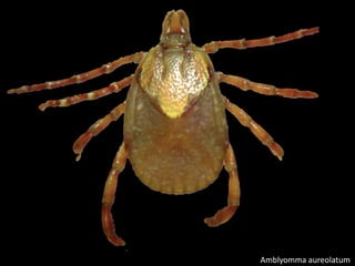 Amblyomma aureolatum
 