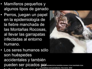 • Mamíferos pequeños y
algunos tipos de ganado
• Perros, juegan un papel
en la epidemiología de
la fiebre manchada de
las Montañas Rocosas,
al llevar las garrapatas
infectadas al entorno
humano.
• Los seres humanos sólo
son huéspedes
accidentales y también
pueden ser picados porFiebre manchada de las montañas rocosas: ni tan manchada ni tan
montañosa como pensábamos. Diaz James. 2010
 