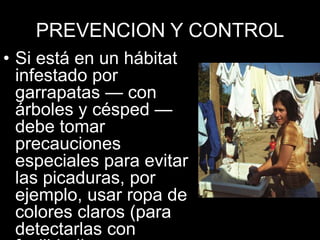 PREVENCION Y CONTROL
• Si está en un hábitat
infestado por
garrapatas — con
árboles y césped —
debe tomar
precauciones
especiales para evitar
las picaduras, por
ejemplo, usar ropa de
colores claros (para
detectarlas con
 