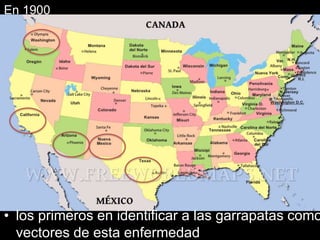 En 1900
• los primeros en identificar a las garrapatas como
vectores de esta enfermedad
 