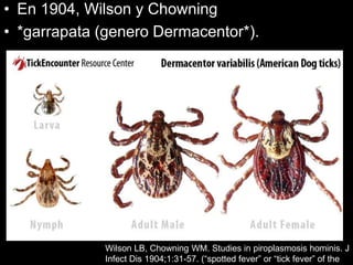 • En 1904, Wilson y Chowning
• *garrapata (genero Dermacentor*).
Wilson LB, Chowning WM. Studies in piroplasmosis hominis. J
Infect Dis 1904;1:31-57. (“spotted fever” or “tick fever” of the
 