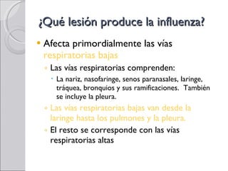 ¿Qué lesión produce la influenza? Afecta primordialmente las vías  respiratorias bajas Las vías respiratorias comprenden:  La nariz, nasofaringe, senos paranasales, laringe, tráquea, bronquios y sus ramificaciones.  También se incluye la pleura. Las vías respiratorias bajas van desde la laringe hasta los pulmones y la pleura. El resto se corresponde con las vías respiratorias altas 