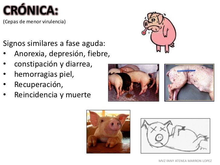 Fiebre porcina clasica