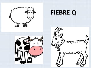 FIEBRE Q
 
