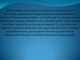 En los tejidos, el monocito activado se convierte en un macrófago, presenta al antígeno fijado en su membrana al linfocito T (inmunidad celular). Los linfocitos T activados se han encontrado en gran cantidad en las válvulas cardía cas de sujetos con fiebre reumática activa, en su mayoría T4, los cuales son capaces de generar linfocinas con capacidad de activar sistemas proinflamatorios, que al parecer son los causantes de la inflamación valvular (valvulitis) durante el ataque agudo. 