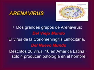 ARENAVIRUS

  • Dos grandes grupos de Arenavirus:
              Del Viejo Mundo
El virus de la Coriomeningitis Linfocitaria.
             Del Nuevo Mundo
Descritos 20 virus, 16 en América Latina,
 sólo 4 producen patología en el hombre.
 
