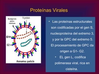 Proteínas Virales

        • Las proteínas estructurales
         son codificadas por el gen S,
         nucleoproteína del extremo 3,
          y por la GPC del extremo 5.
         El procesamiento de GPC da
                origen a G1- G2.
            •   EL gen L, codifica
            polimerasa viral, rica en
                    cisteína.
 