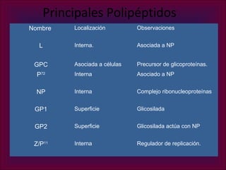 Principales Polipéptidos
Nombre   Localización         Observaciones


  L      Interna.             Asociada a NP


 GPC     Asociada a células   Precursor de glicoproteínas.
  P72    Interna              Asociado a NP


  NP     Interna              Complejo ribonucleoproteínas


 GP1     Superficie           Glicosilada


 GP2     Superficie           Glicosilada actúa con NP


 Z/P11   Interna              Regulador de replicación.
 