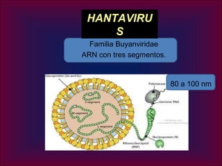HANTAVIRU
     S
  Familia Buyanviridae
ARN con tres segmentos.


                          80 a 100 nm
 