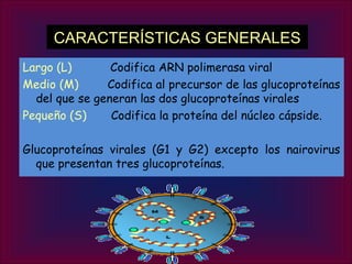 CARACTERÍSTICAS GENERALES
Largo (L)       Codifica ARN polimerasa viral
Medio (M)      Codifica al precursor de las glucoproteínas
  del que se generan las dos glucoproteínas virales
Pequeño (S)     Codifica la proteína del núcleo cápside.

Glucoproteínas virales (G1 y G2) excepto los nairovirus
  que presentan tres glucoproteínas.
 
