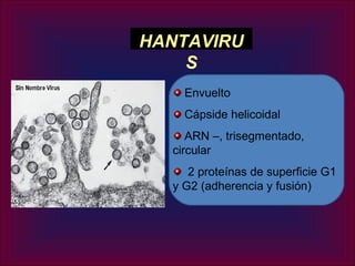HANTAVIRU
    S
    Envuelto
    Cápside helicoidal
     ARN –, trisegmentado,
  circular
     2 proteínas de superficie G1
  y G2 (adherencia y fusión)
 