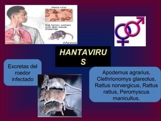 HANTAVIRU
Excretas del
                   S
   roedor               Apodemus agrarius,
 infectado            Clethrionomys glareolus,
                     Rattus norvergicus, Rattus
                        rattus, Peromyscus
                             manicultus.
 