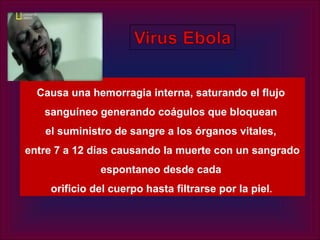Causa una hemorragia interna, saturando el flujo
   sanguíneo generando coágulos que bloquean
   el suministro de sangre a los órganos vitales,
entre 7 a 12 días causando la muerte con un sangrado
               espontaneo desde cada
    orificio del cuerpo hasta filtrarse por la piel .
 