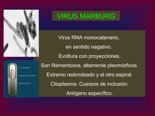 VIRUS MARBURG


       Virus RNA monocatenario,
          en sentido negativo.
       Evoltura con proyecciones.
Son filamentosos, altamente pleomórficos
  Extremo redondeado y el otro espiral.
   Citoplasma: Cuerpos de inclusión.
          Antígeno específico.
 