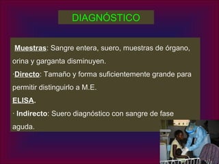 DIAGNÓSTICO


Muestras: Sangre entera, suero, muestras de órgano,
orina y garganta disminuyen.
·Directo: Tamaño y forma suficientemente grande para
permitir distinguirlo a M.E.
ELISA.
· Indirecto: Suero diagnóstico con sangre de fase
aguda.
 