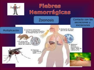 Zoonosis   Contacto con las
                             secreciones y
                              excreciones

Multiplicación
 
