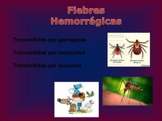 Transmitidos por garrapatas

Transmitidas por mosquitos

Transmitidas por zoonosis
 