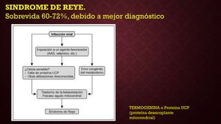 SINDROME DE REYE.
Sobrevida 60-72%, debido a mejor diagnóstico
TERMOGENINA o Proteína UCP
(proteína desacoplante
mitocondrial)
 