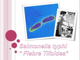 Salmonella typhi* Fiebre Tifoidea* 