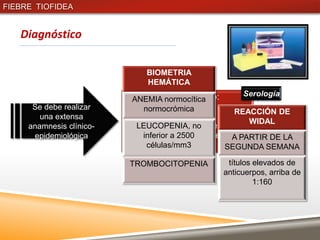FIEBRE TIOFIDEA


   Diagnóstico

                              BIOMETRIA
                              HEMÁTICA
                          Considerar Dx clínico:        Serología
                           ANEMIA normocítica
      Se debe realizar        normocrómica            REACCIÓN DE
        una extensa       Fiebre mayor a 39º C
                                                       WIDAL
     anamnesis clínico-   Cefalea, malestar general,
                             LEUCOPENIA, no
      epidemiológica      dolor abdominal, exantema, PARTIR DE LA
                              inferior a 2500        A
                          constipación o diarrea. SEGUNDA SEMANA
                               células/mm3

                          TROMBOCITOPENIA           títulos elevados de
                                                   anticuerpos, arriba de
                                                            1:160
 