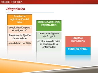 FIEBRE TIOFIDEA

   Diagnóstico
         Prueba de
      aglutinación del
            látex           INMUNOANÁLISIS
                              ENZIMÁTICO
     coaglutinación para
       el antígeno Vi
                             detectar antígenos
     Reacción de fijación        de S. typhi
        de superficie                                  ENZIMAS
                            en el suero o la orina    HEPÁTICAS
     sensibilidad del 90%     al principio de la
                                 enfermedad
                                                     FUNCIÓN RENAL
 
