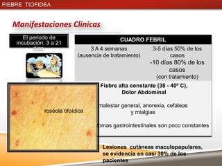 FIEBRE TIOFIDEA


   Manifestaciones Clínicas
       El periodo de                          CUADRO FEBRIL
    incubación: 3 a 21
           días.                  3 A 4 semanas            3-5 días 50% de los
                             (ausencia de tratamiento)            casos
                                                         -10 días 80% de los
                                                                casos
                                                            (con tratamiento)
                                      Fiebre alta constante (38 - 40º C),
                                              Dolor Abdominal

                                     malestar general, anorexia, cefaleas
               roséola tifoídica                 y mialgias

                              Los síntomas gastrointestinales son poco constantes


                                       Lesiones cutáneas maculopapulares,
                                       se evidencia en casi 30% de los
                                       pacientes
 