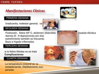 FIEBRE TIOFIDEA


   Manifestaciones Clínicas
   PRIMERA SEMANA

   bradicardia, malestar general, cefalea
  SEGUNDA SEMANA
   Postración, fiebre 40º C, abdomen distendido   roséola tifoídica
   diarrea (6 - 8 deposiciones por día)
   estreñimiento también es frecuente.
   Bazo e hígado inflamados.
  TERCERA SEMANA

  si la fiebre tifoidea no se trata
  Complicaciones
    CUARTA SEMANA

  La temperatura corporal se va
  restableciendo, Debilitamiento aun
  persiste.
 