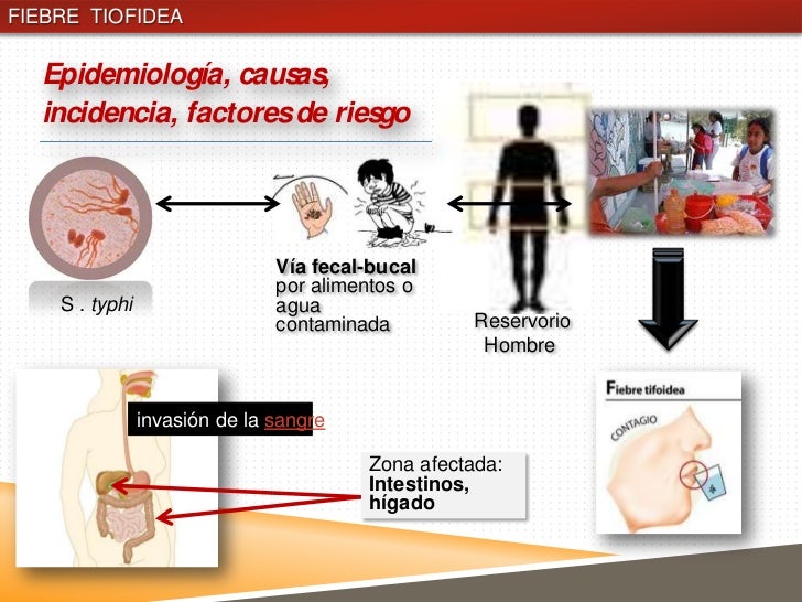 cadena epidemiologica fiebre tifoidea fiebre tifoidea cadena epidemiologica fiebre tifoidea fiebre tifoidea