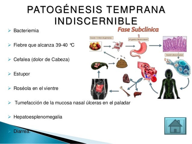 Resultado de imagen para fase subclinica de fiebre tifoidea