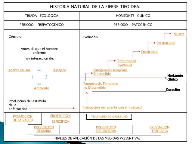 Resultado de imagen para fiebre tifoidea historia natural