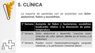 5. CLÍNICA
La mayoría de pacientes con se presentan con dolor
abdominal, fiebre y escalofríos.
1° Semana Aumento de fiebre y bacteriemia, escalofríos,
bradicardia relativa o la disociación de pulso-
temperatura.
2° Semana Dolor abdominal y desarrollo "manchas rosas“
(máculas de color salmón débiles en el tronco y el
abdomen).
3° Semana Pueden ocurrir hepatoesplenomegalia, sangrado
intestinal, y la perforación intestinal (Ileon)
 