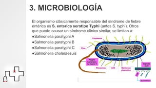 3. MICROBIOLOGÍA
El organismo clásicamente responsable del síndrome de fiebre
entérica es S. enterica serotipo Typhi (antes S. typhi). Otros
que puede causar un síndrome clínico similar, se limitan a:
●Salmonella paratyphi A
●Salmonella paratyphi B
●Salmonella paratyphi C
●Salmonella choleraesuis
 