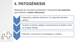 4. PATOGÉNESIS
Depende de una serie de factores, incluyendo las especies
que infectan y dosis infecciosa.
1
• Organismos ingeridos sobreviven a la exposición del ácido
gástrico.
2
• Acceden al intestino delgado, donde penetran el epitelio, entran
en el tejido linfoide.
3
• Difunden a través de la vía hematógena o linfática.
 