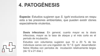 4. PATOGÉNESIS
Especie: Estudios sugieren que S. typhi evoluciona en respu
esta a las presiones ambientales, que pueden existir clones
especialmente virulentos.
Dosis infecciosa: En general, cuanto mayor es la dosis
infecciosa, mayor es la tasa de ataque y el más corto es el
período de incubación.
Estudios con voluntarios sugieren que 10 a 20 % de los
individuos sanos con una ingestión de 10 3 S. typhi desarrollarán
fiebre tifoidea con períodos de incubación relativamente largos
(de 12 a 21 días )
 