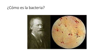 ¿Cómo es la bacteria?