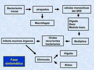Bacteriemia
inicial
atrapados
células monocíticas
del SRE
Macrófagos
Fase
sintomática
Hígado
Bazo
Medula ósea.
Multiplica
Ondas
recurrentes
bacteriemia
Infecta muchos órganos
Eliminado
Hígado
Riñón
 