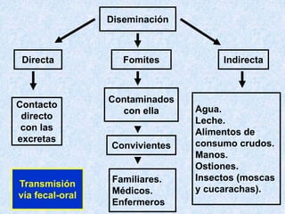Diseminación
Directa Fomites Indirecta
Contacto
directo
con las
excretas
Contaminados
con ella
Convivientes
Familiares.
Médicos.
Enfermeros
Agua.
Leche.
Alimentos de
consumo crudos.
Manos.
Ostiones.
Insectos (moscas
y cucarachas).
Transmisión
vía fecal-oral
 
