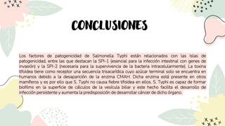 CONCLUSIONES
Los factores de patogenicidad de Salmonella Typhi están relacionados con las Islas de
patogenicidad, entre las que destacan la SPI-1 (esencial para la infección intestinal con genes de
invasión) y la SPI-2 (necesaria para la supervivencia de la bacteria intracelularmente). La toxina
tifoidea tiene como receptor una secuencia trisacarídica cuyo azúcar terminal solo se encuentra en
humanos debido a la desaparición de la enzima CMAH. Dicha enzima está presente en otros
mamíferos y es por ello que S. Typhi no causa fiebre tifoidea en ellos. S. Typhi es capaz de formar
biofilms en la superficie de cálculos de la vesícula biliar y este hecho facilita el desarrollo de
infección persistente y aumenta la predisposición de desarrollar cáncer de dicho órgano.
 