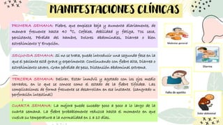 MANIFESTACIONES CLÍNICAS
PRIMERA SEMANA: Fiebre, que empieza baja y aumenta diariamente, de
manera frecuente hasta 40 °C, Cefalea, debilidad y fatiga, Tos seca,
persistente, Pérdida del hambre, Dolores abdominales, Diarrea o bien
estreñimiento Y Erupción.
SEGUNDA SEMANA: Si no se trata, puede introducir una segunda fase en la
que el paciente está grave y experimenta: Continuando con fiebre alta, Diarrea o
estreñimiento severo, Gran pérdida de peso, Distensión abdominal extrema.
TERCERA SEMANA: Delirar, Estar inmóvil y agotado con los ojos medio
cerrados, en lo que se conoce como el estado de la fiebre tifoidea. Las
complicaciones de forma frecuente se desarrollan en ese instante. (sangrado u
perforación intestinal)
CUARTA SEMANA: La mejora puede suceder poco a poco a lo largo de la
cuarta semana. La fiebre probablemente reduzca hasta el momento en que
vuelva su temperatura a la normalidad en 1 a 10 días.
 