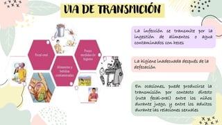 VIA DE TRANSMICIÓN
La infección se transmite por la
ingestión de alimentos o agua
contaminados con heces
La higiene inadecuada después de la
defecación
En ocasiones, puede producirse la
transmisión por contacto directo
(ruta fecal-oral) entre los niños
durante juego, y entre los adultos
durante las relaciones sexuales
 